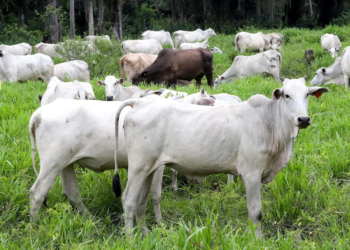 Prazo para atualização obrigatória de rebanhos no Estado começa em 1.º de maio