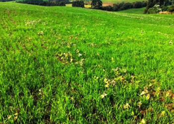 Vazio sanitário da soja começa em 2 de junho no Paraná