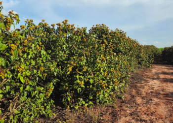 Urucum de Paranacity conquista a primeiraIndicação Geográfica do Brasil para o fruto