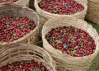 Conab prevê recuperação de 2,7% na safra de café