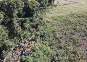 IAT aplica R$ 2,2 milhões em multas em operação de combate ao desmatamento