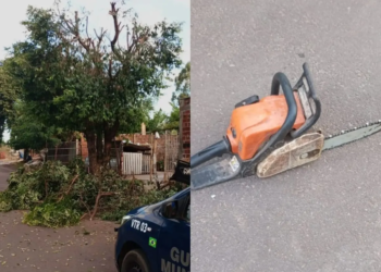 GM flagra corte irregular de árvore e apreende motosserra em Paranavaí