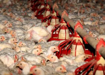 Sem casos detectados em granjas comerciais, Paraná reforça vigilância contra a gripe aviária