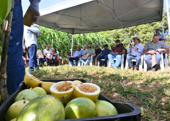 IDR-PR aponta maracujá como alternativa viável para produtores rurais da Região Noroeste