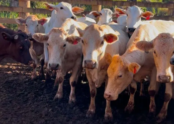 Melhoramento genético da raça Purunã deve ampliar oferta e elevar qualidade da carne