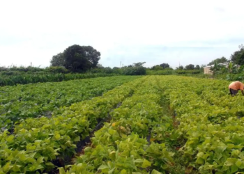 Câmara aprova política que estimula permanência de jovens no campo