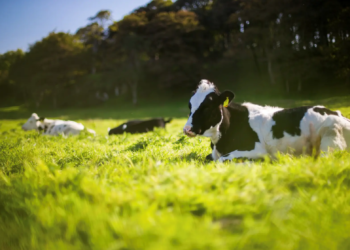 Brasil conquista status internacional de país livre de febre aftosa sem vacinação