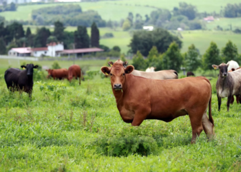Em um mês, 43,4% dos rebanhos foram atualizados