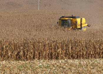 Paraná projeta maior safra de milho da história