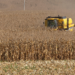 Paraná projeta maior safra de milho da história