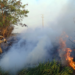 Câmara aprova aumento de punição a quem provocar incêndios florestais