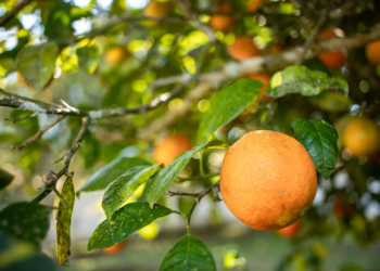 Citricultura ganha duas variedades de laranja precoces e produtivas