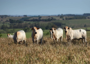 Rastreabilidade individual do gado fortalece defesa sanitária