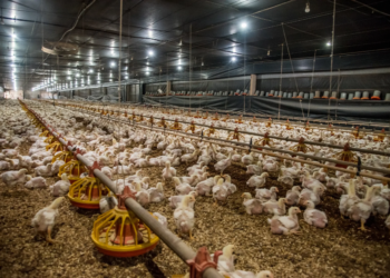 Gripe aviária afeta exportações paranaenses de aves