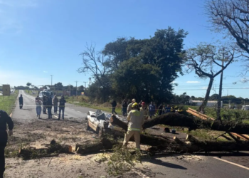 Árvore cai sobre carro e mata motorista na PR-317, em Maringá