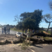 Árvore cai sobre carro e mata motorista na PR-317, em Maringá