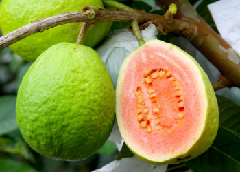 Fruticultura paranaense em foco: Simpósio Estadual será de 16 a 18 de junho