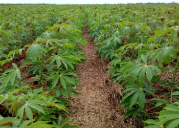 Embrapa alerta: doença pode reduzir a zero o teor de amido na raiz de mandioca