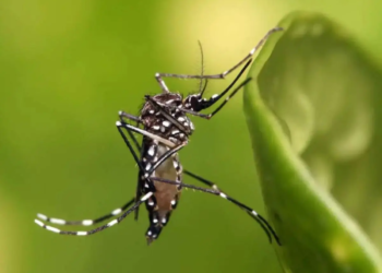 Informe semanal da dengue confirma mais 2.767 casos e oito óbitos no Paraná