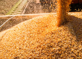 Indústria de etanol de milho deve registrar melhores margens de produção em 25/26