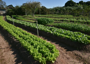 Secretaria de Agricultura aponta possibilidade de perdas no campo em razão do frio intenso
