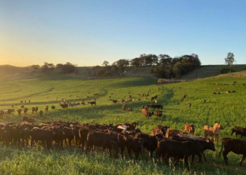 Atualização de rebanhos entra na última semana