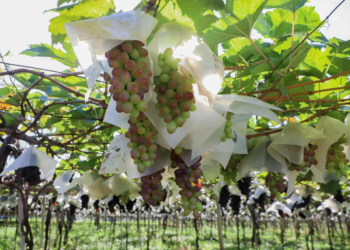 Adapar abre cadastro para mapear pomares de uva e prevenir deriva de agrotóxicos