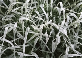 Geada acende alerta para perdas na safra de inverno