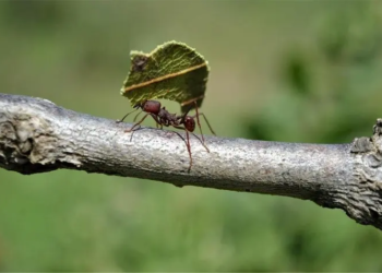 Formigas cortadeiras ameaçam setor florestal