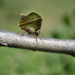 Formigas cortadeiras ameaçam setor florestal