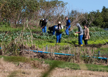 Cooperativa-escola: novo modelo de ensino agrícola transforma educação do Paraná