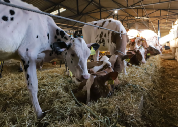 Atualização do rebanho de 2025 termina com 86,7% das propriedades cadastradas