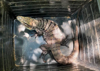 Lagartos teiú entram em período de sono profundo no inverno