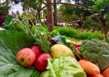 Paraná chega a 352 municípios com adesão ao Sistema de Segurança Alimentar