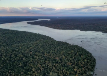 Bacia do Paraná perde 31% da vegetação nativa em 37 anos