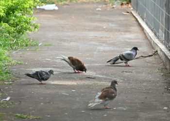 Aprovado em primeiro turno, projeto de lei proíbe alimentar pombos em locais públicos de Paranavaí