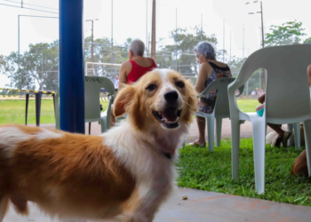 CastraPet vai estrear em três municípios do Noroeste durante o 5º ciclo; veja quais