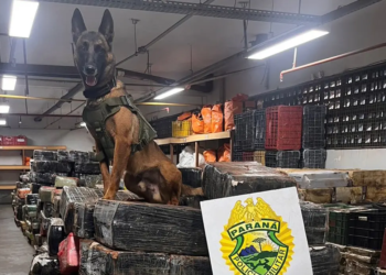 Cães da Polícia Militar causam prejuízo de R$ 900 milhões ao crime desde 2023