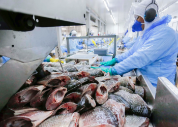 Boletim Agropecuário analisa estágio da safra do café e variação dos preços