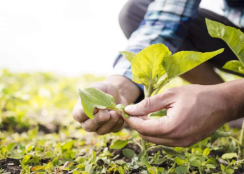 Secretário de Agricultura de Paranavaí exalta papel do produtor rural: “Sem ele não há alimento”