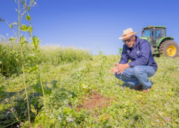 Nabo é aliado de produtores como plantio de entressafra, aponta pesquisa da UEPG