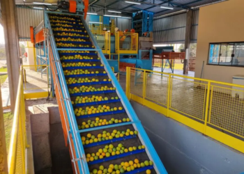 Trump isenta do tarifaço o suco de laranja, produto relevante para a economia de Paranavaí