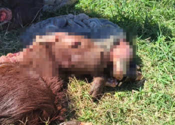 Homem é multado em R$ 13 mil ao ser flagrado com vísceras, couro e cabeças de capivaras na região