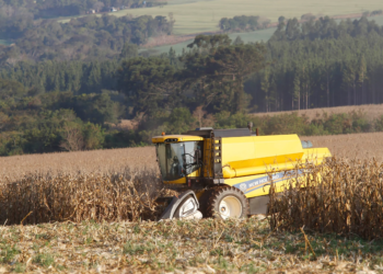 Segunda safra de milho paranaense pode superar 17 milhões de toneladas