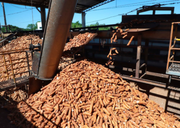 Produtores de mandioca podem vender fécula e farinha para Conab por meio de AGF