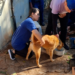 Prefeitura resgata dois cães abandonados em residência e multa tutor em R$ 8 mil