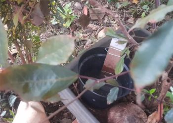 Paraná tem queda de 85% nos casos de dengue em 2025