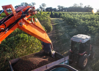 Estimativa de julho aponta safra recorde de 45,7 milhões de toneladas em 2025 no Paraná