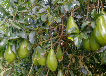 Produção de abacate cresce 91% no Estado