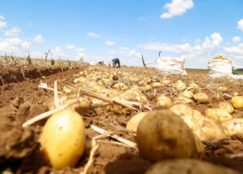 Queda de preços da batata pelo segundo mês seguido nos principais mercados atacadistas